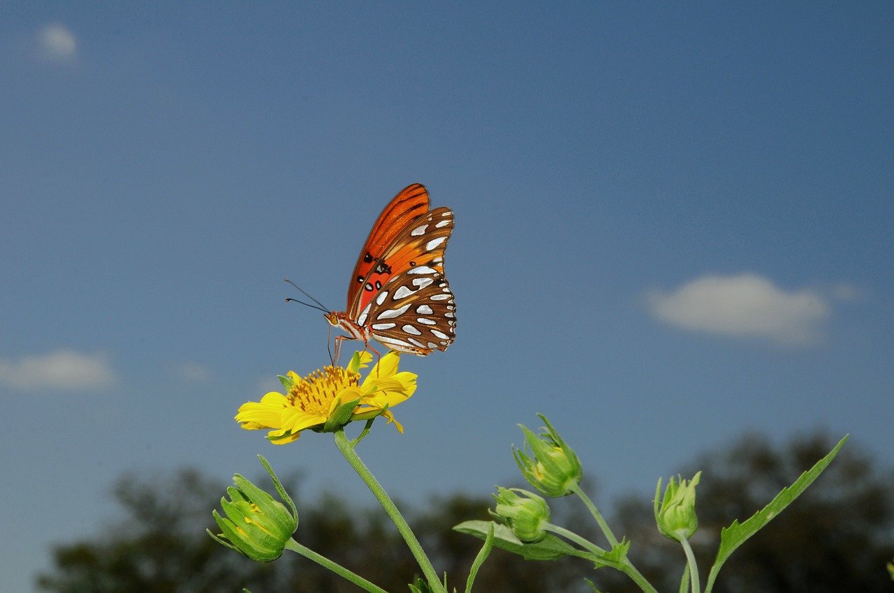 butterfly, nature, insect, wings, pollination-9902094.jpg