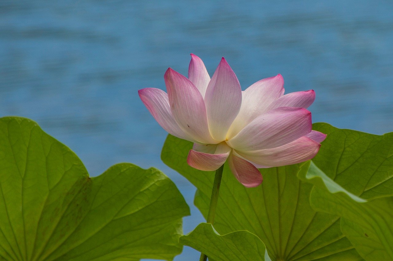 lotus, flower, pond, plant, bloom, flora, petals, blossom-9919135.jpg